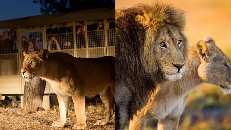 land of lions side