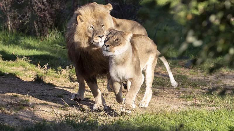 side land of lions