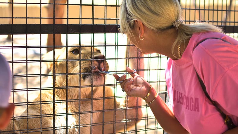 feed lions