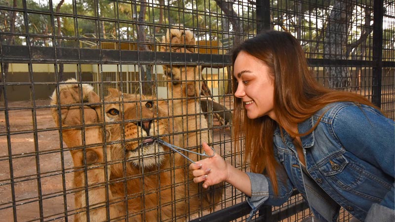 lion safari