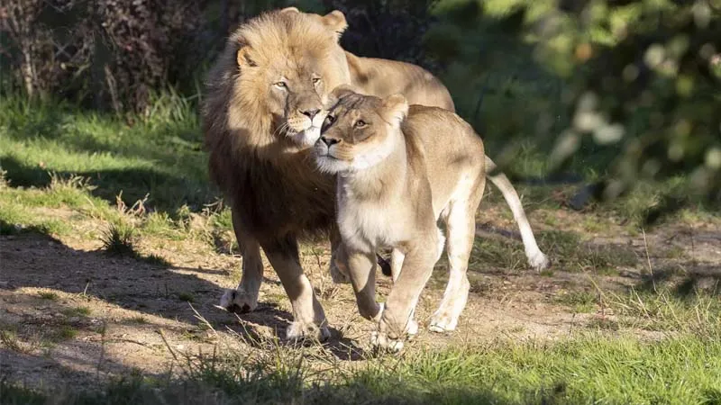 belek-land-of-lions