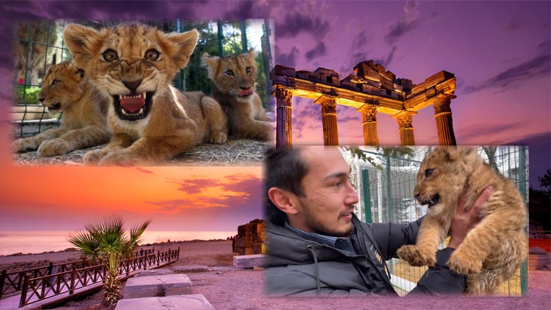 Manavgat Land of Lions: A Unique Experience with Lions