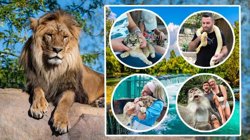 private-tour-with-lions Belek, Antalya