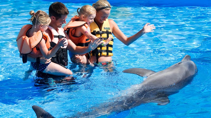 swimming with dolphins in lara