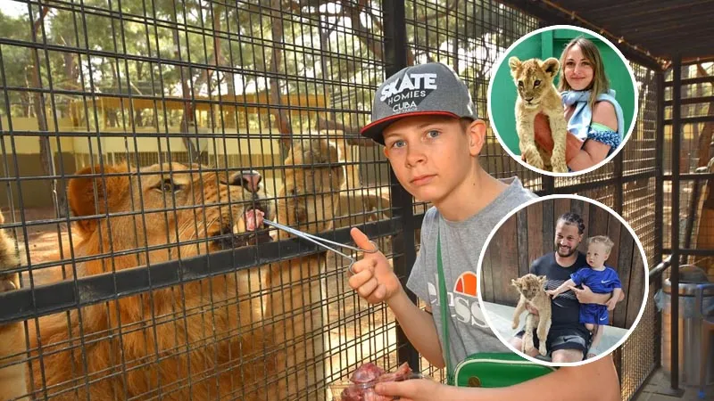 feeding-and-photo-with-lions in side